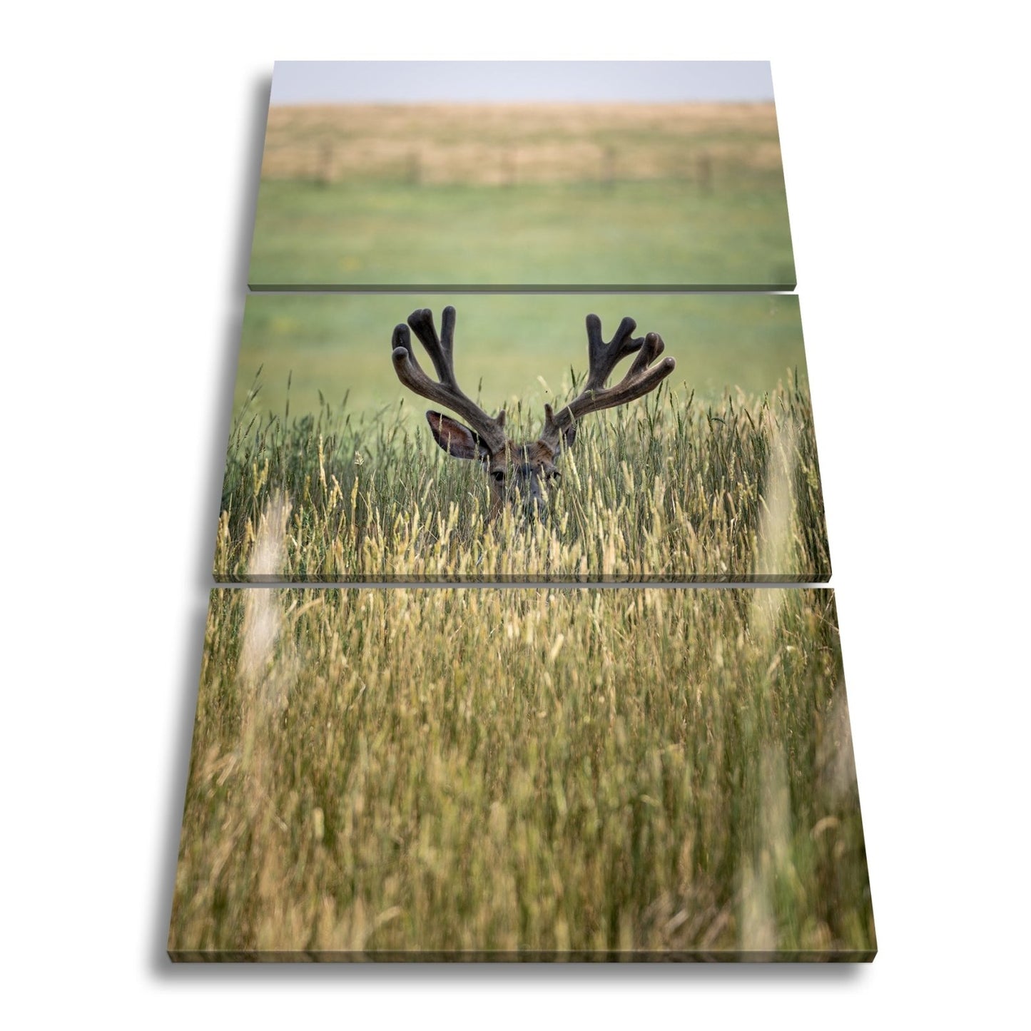 Leinwandbild Hirsch im hohen goldenen Gras XXL – Wildtiere Wandbild Natur - deyoli