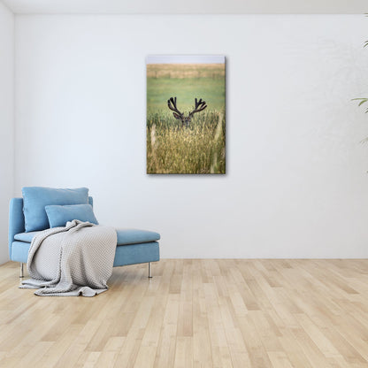 Leinwandbild Hirsch im hohen goldenen Gras XXL – Wildtiere Wandbild Natur - deyoli