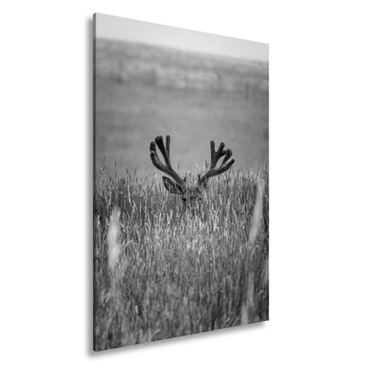 Leinwandbild Hirsch im hohen goldenen Gras XXL – Wildtiere Wandbild Natur - deyoli