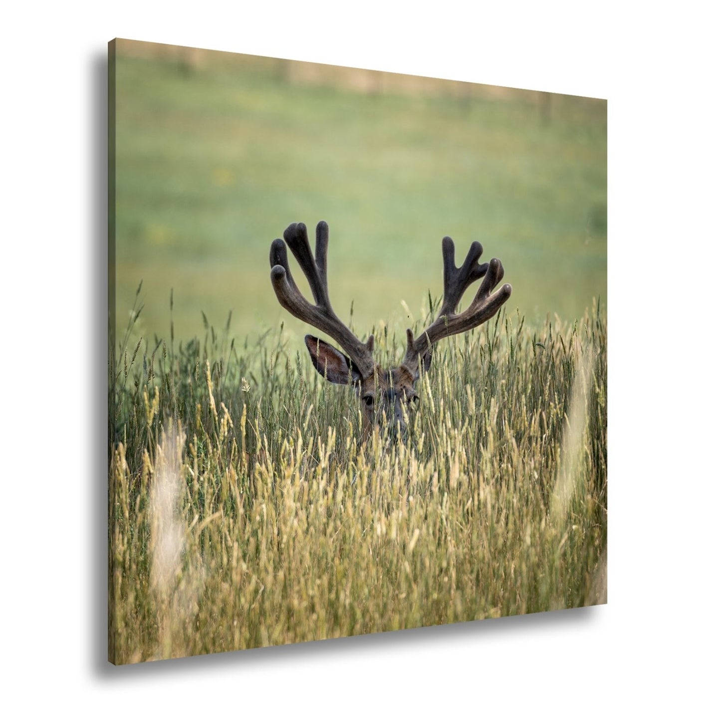 Leinwandbild Hirsch im hohen goldenen Gras XXL – Wildtiere Wandbild Natur - deyoli