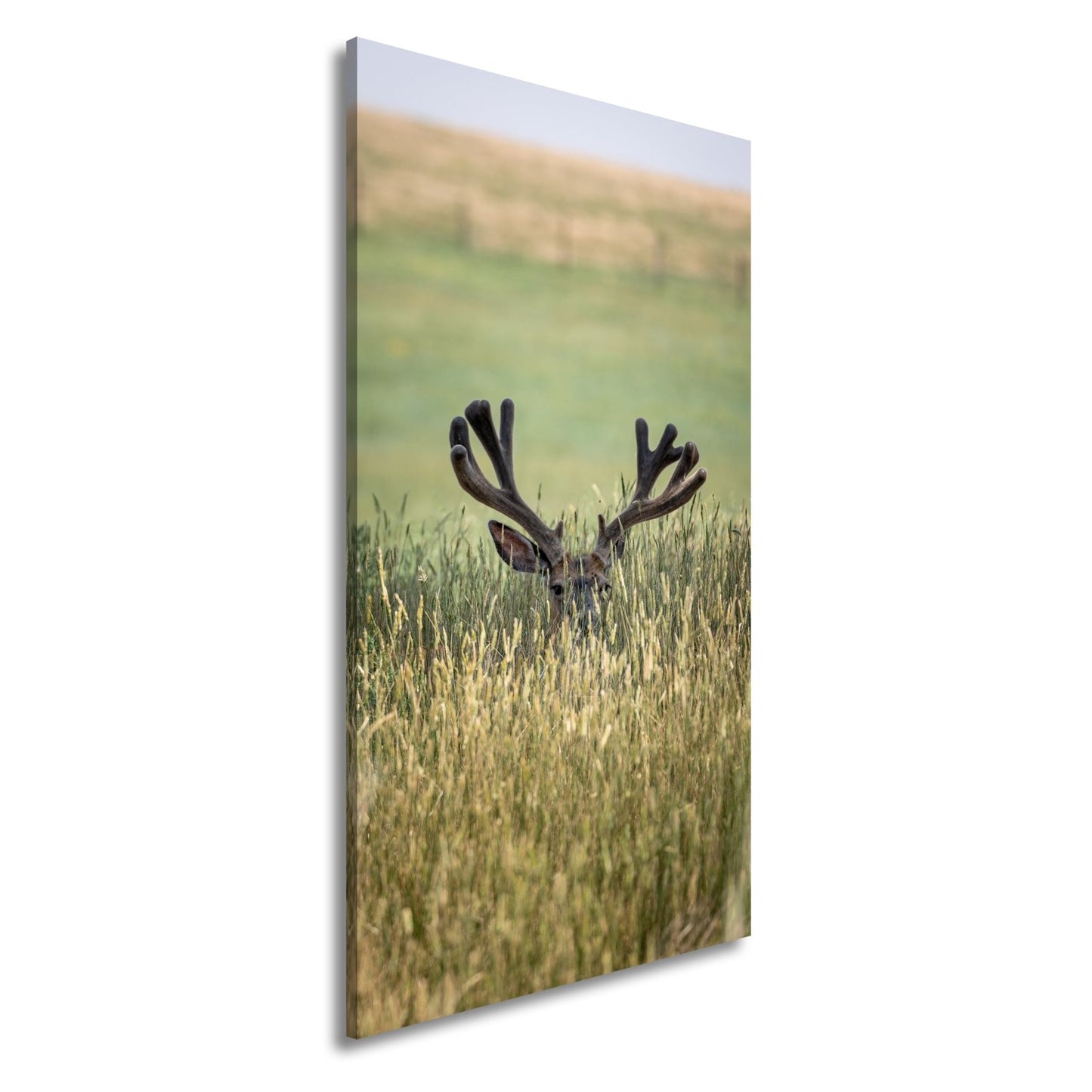 Leinwandbild Hirsch im hohen goldenen Gras XXL – Wildtiere Wandbild Natur - deyoli