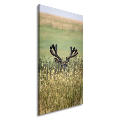 Leinwandbild Hirsch im hohen goldenen Gras XXL – Wildtiere Wandbild Natur - deyoli
