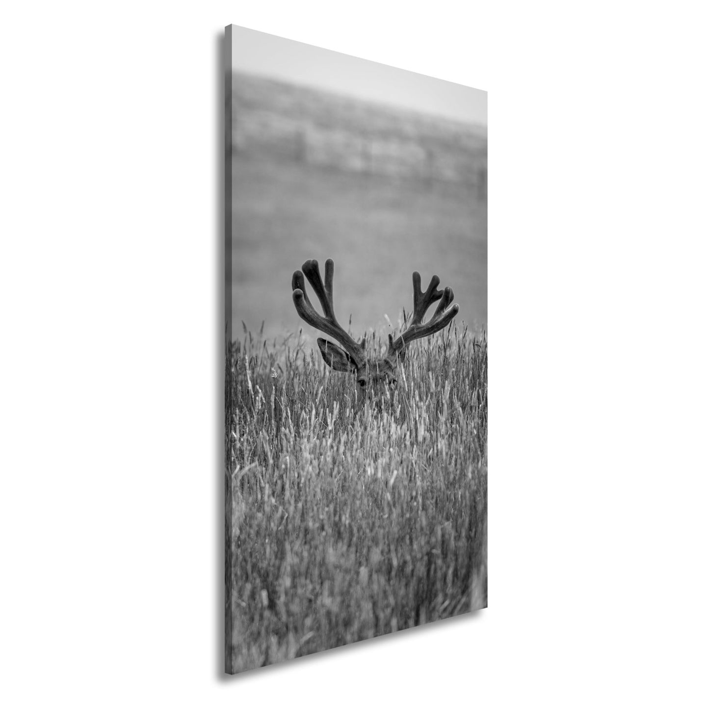 Leinwandbild Hirsch im hohen goldenen Gras XXL – Wildtiere Wandbild Natur - deyoli