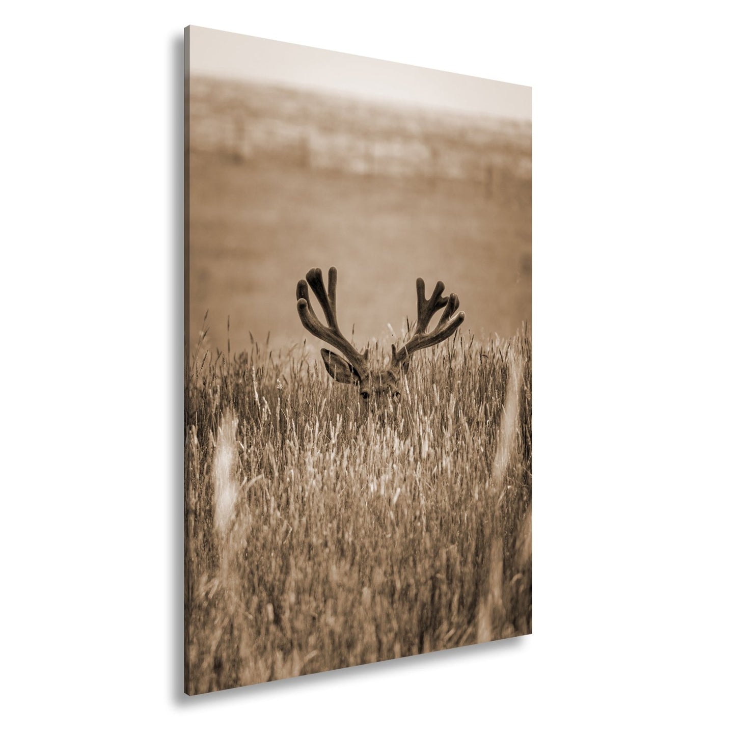 Leinwandbild Hirsch im hohen goldenen Gras XXL – Wildtiere Wandbild Natur - deyoli