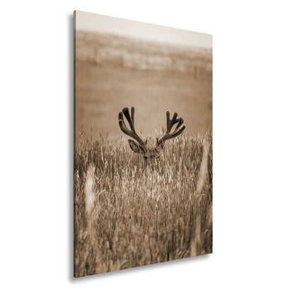 Leinwandbild Hirsch im hohen goldenen Gras XXL – Wildtiere Wandbild Natur - deyoli