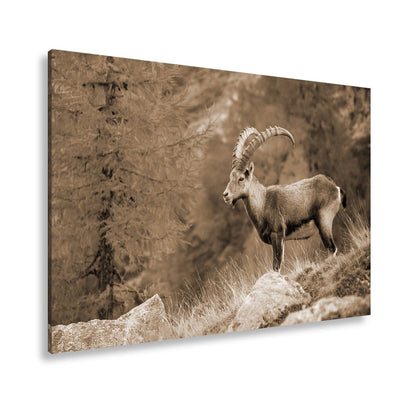 Leinwandbild Im Herbstgold steht der Steinbock stolz und unerschütterlich. - deyoli