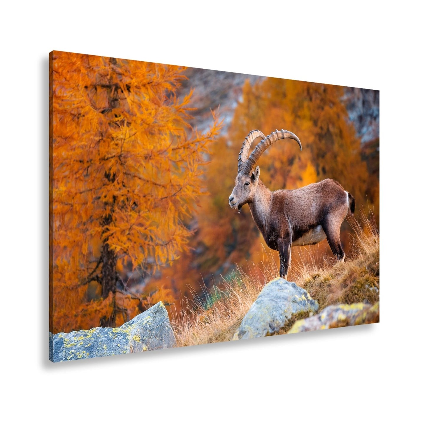 Leinwandbild Im Herbstgold steht der Steinbock stolz und unerschütterlich. - deyoli
