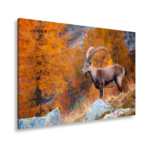 Leinwandbild Im Herbstgold steht der Steinbock stolz und unerschütterlich. - deyoli