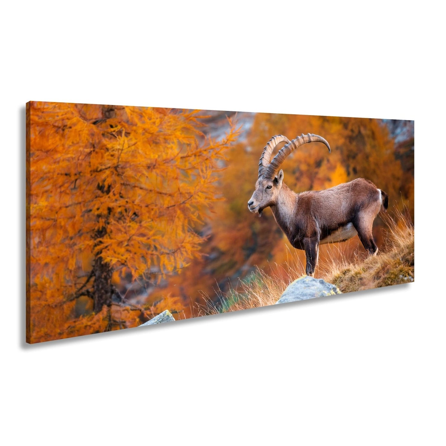 Leinwandbild Im Herbstgold steht der Steinbock stolz und unerschütterlich. - deyoli