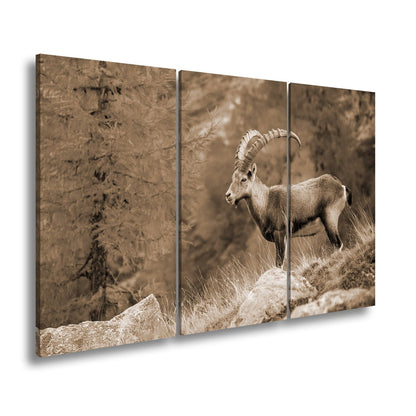 Leinwandbild Im Herbstgold steht der Steinbock stolz und unerschütterlich. - deyoli