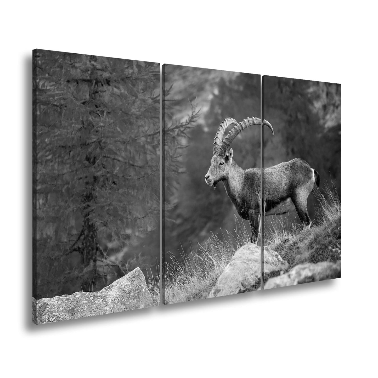 Leinwandbild Im Herbstgold steht der Steinbock stolz und unerschütterlich. - deyoli
