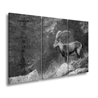 Leinwandbild Im Herbstgold steht der Steinbock stolz und unerschütterlich. - deyoli