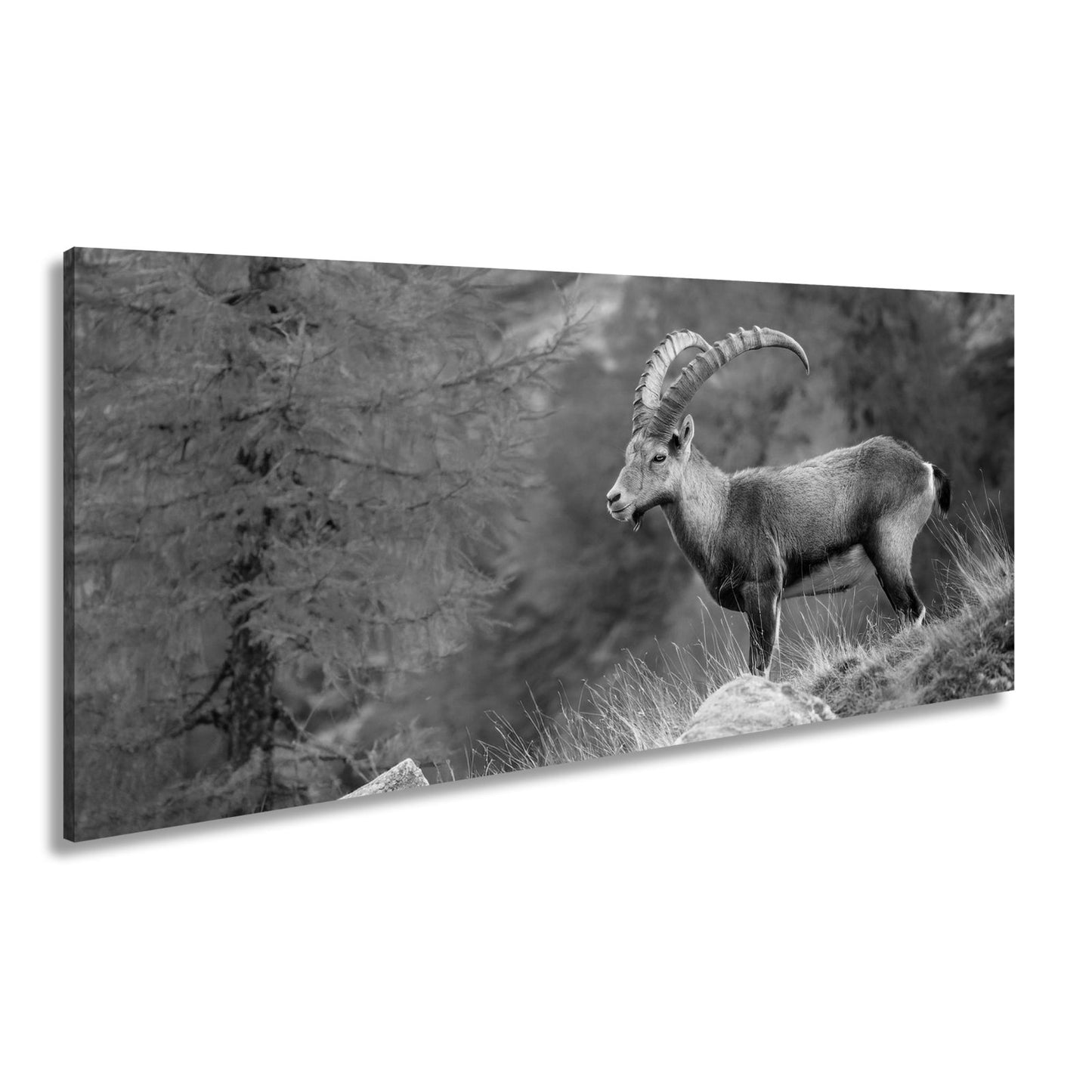 Leinwandbild Im Herbstgold steht der Steinbock stolz und unerschütterlich. - deyoli