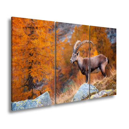Leinwandbild Im Herbstgold steht der Steinbock stolz und unerschütterlich. - deyoli
