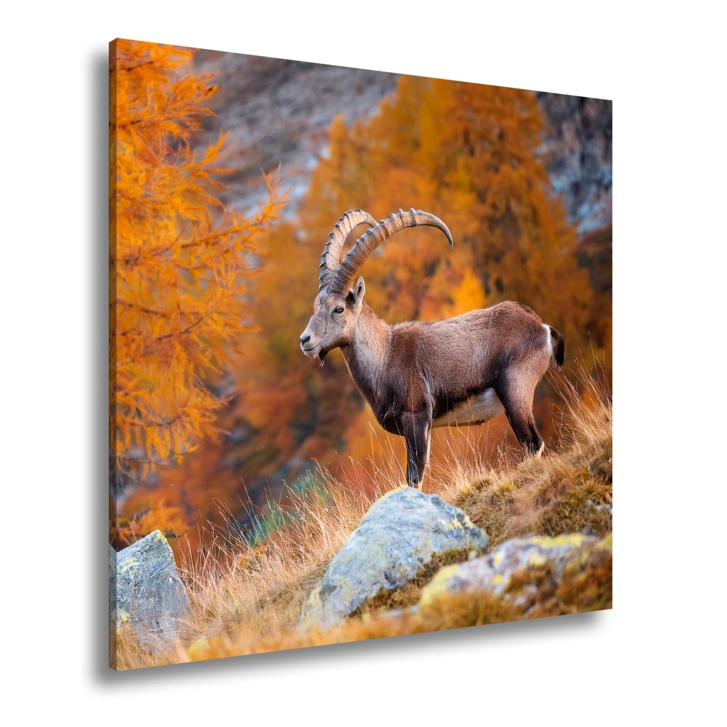 Leinwandbild Im Herbstgold steht der Steinbock stolz und unerschütterlich. - deyoli