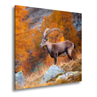 Leinwandbild Im Herbstgold steht der Steinbock stolz und unerschütterlich. - deyoli