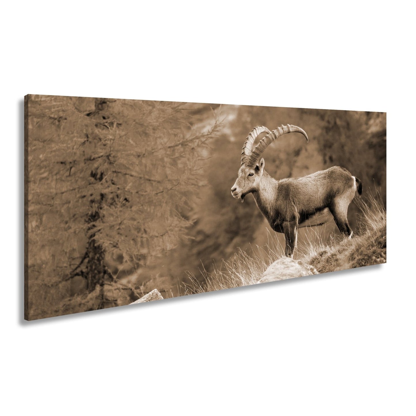 Leinwandbild Im Herbstgold steht der Steinbock stolz und unerschütterlich. - deyoli