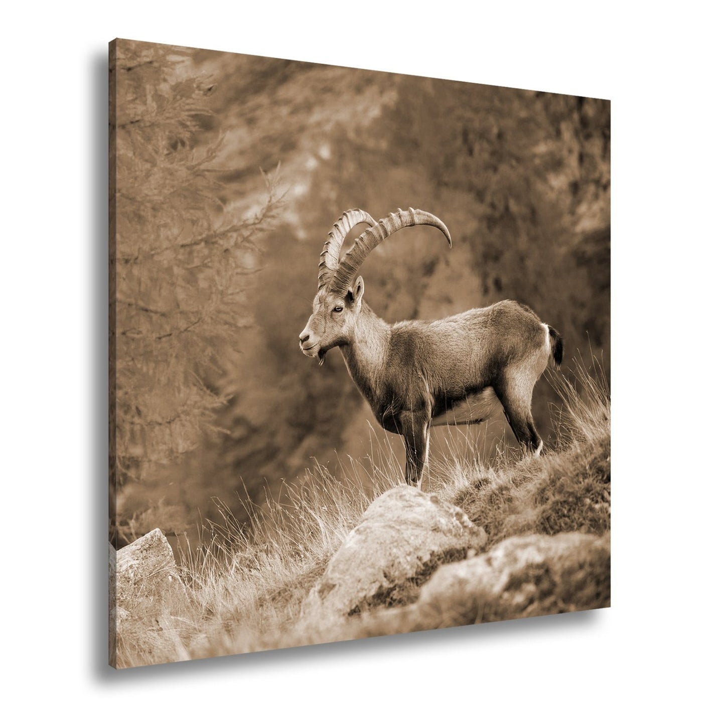 Leinwandbild Im Herbstgold steht der Steinbock stolz und unerschütterlich. - deyoli
