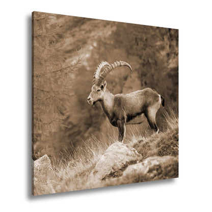 Leinwandbild Im Herbstgold steht der Steinbock stolz und unerschütterlich. - deyoli
