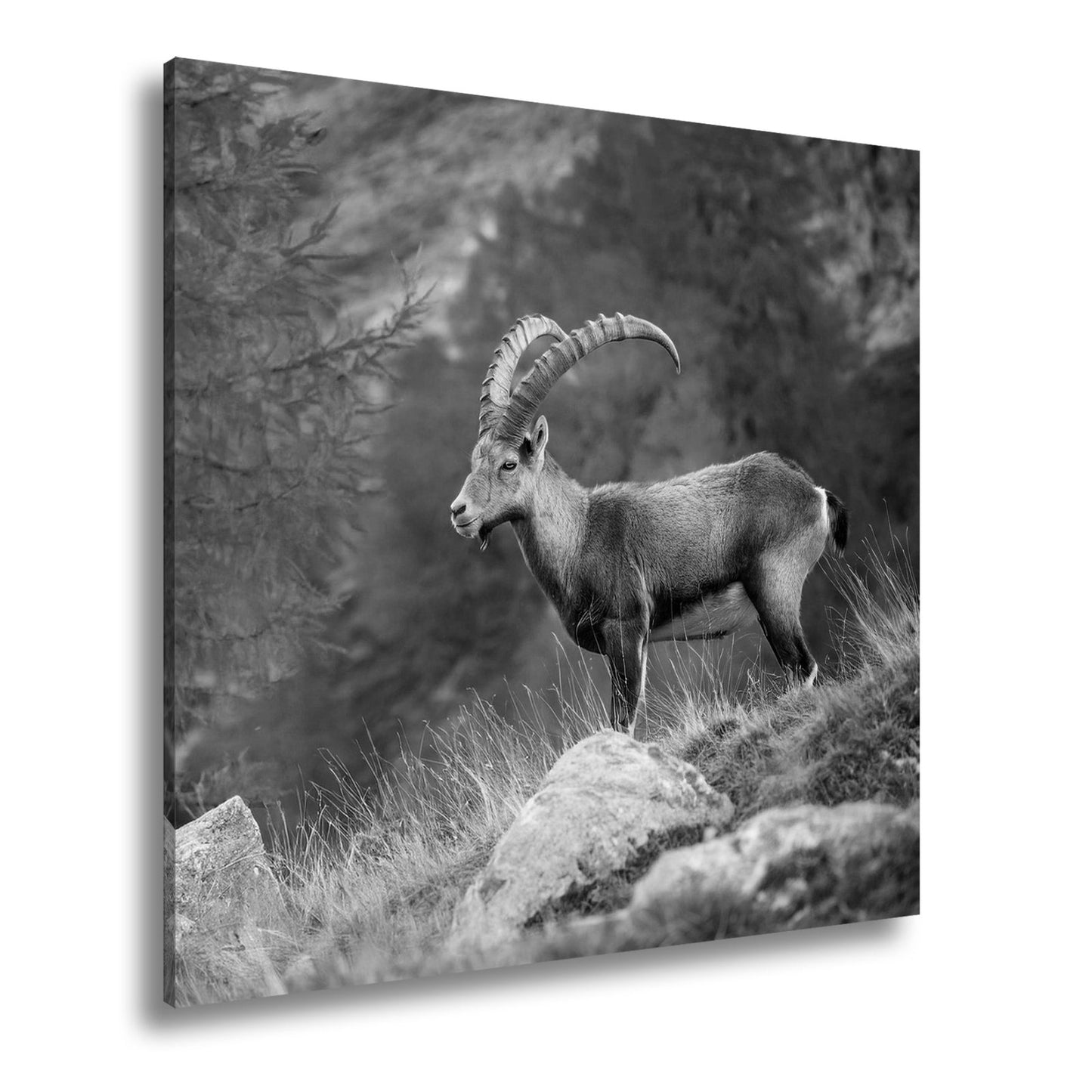 Leinwandbild Im Herbstgold steht der Steinbock stolz und unerschütterlich. - deyoli