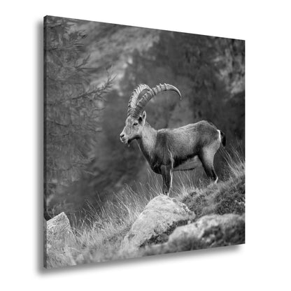 Leinwandbild Im Herbstgold steht der Steinbock stolz und unerschütterlich. - deyoli