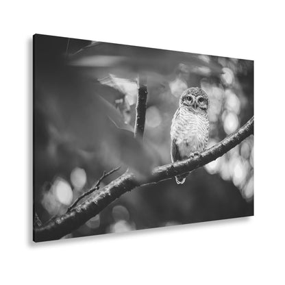 Leinwandbild Kleine Eule im Blättertraum – stiller Wächter des Waldes. - deyoli