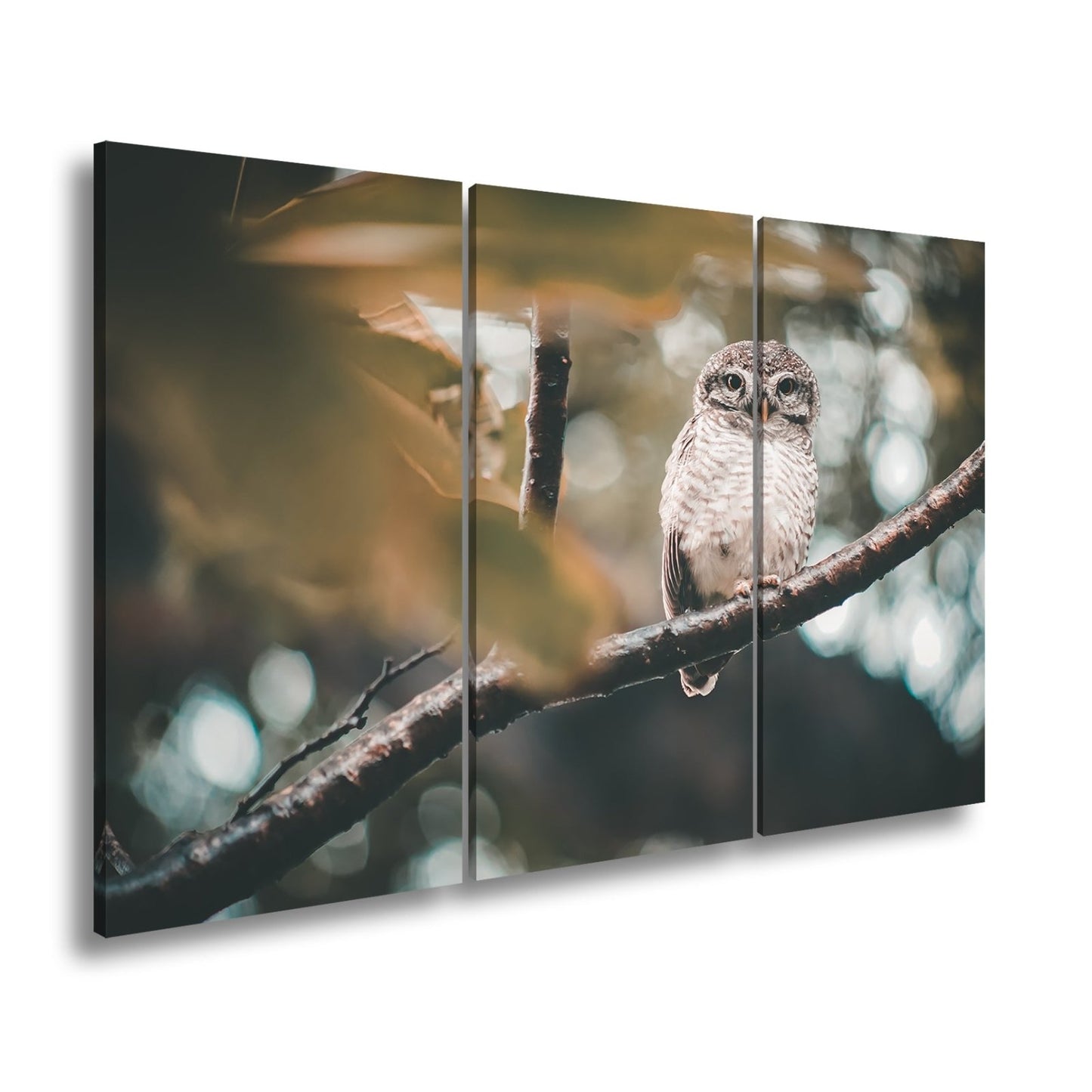 Leinwandbild Kleine Eule im Blättertraum – stiller Wächter des Waldes. - deyoli