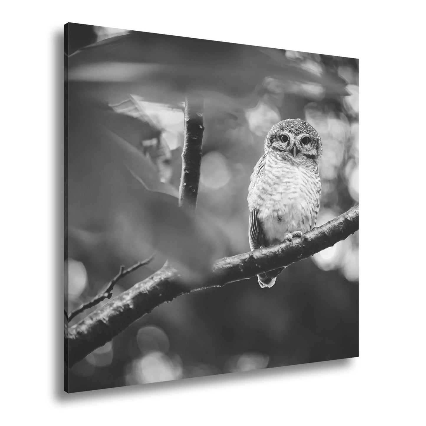 Leinwandbild Kleine Eule im Blättertraum – stiller Wächter des Waldes. - deyoli