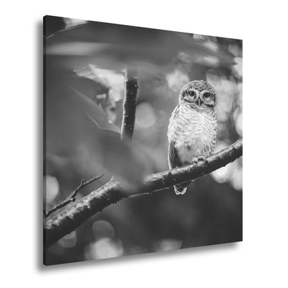 Leinwandbild Kleine Eule im Blättertraum – stiller Wächter des Waldes. - deyoli