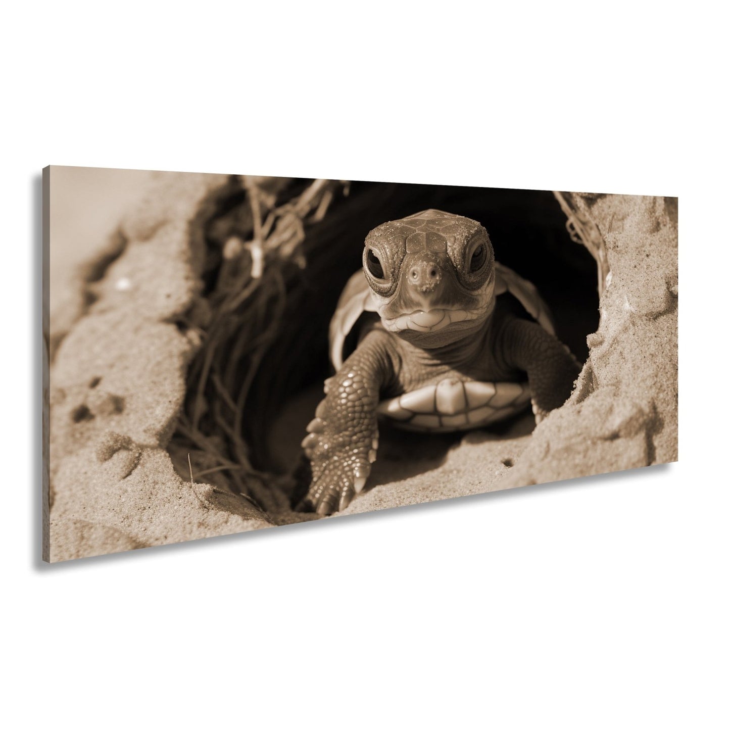 Leinwandbild Kleine Schildkröte, neugierig am Rand der weiten Welt - deyoli