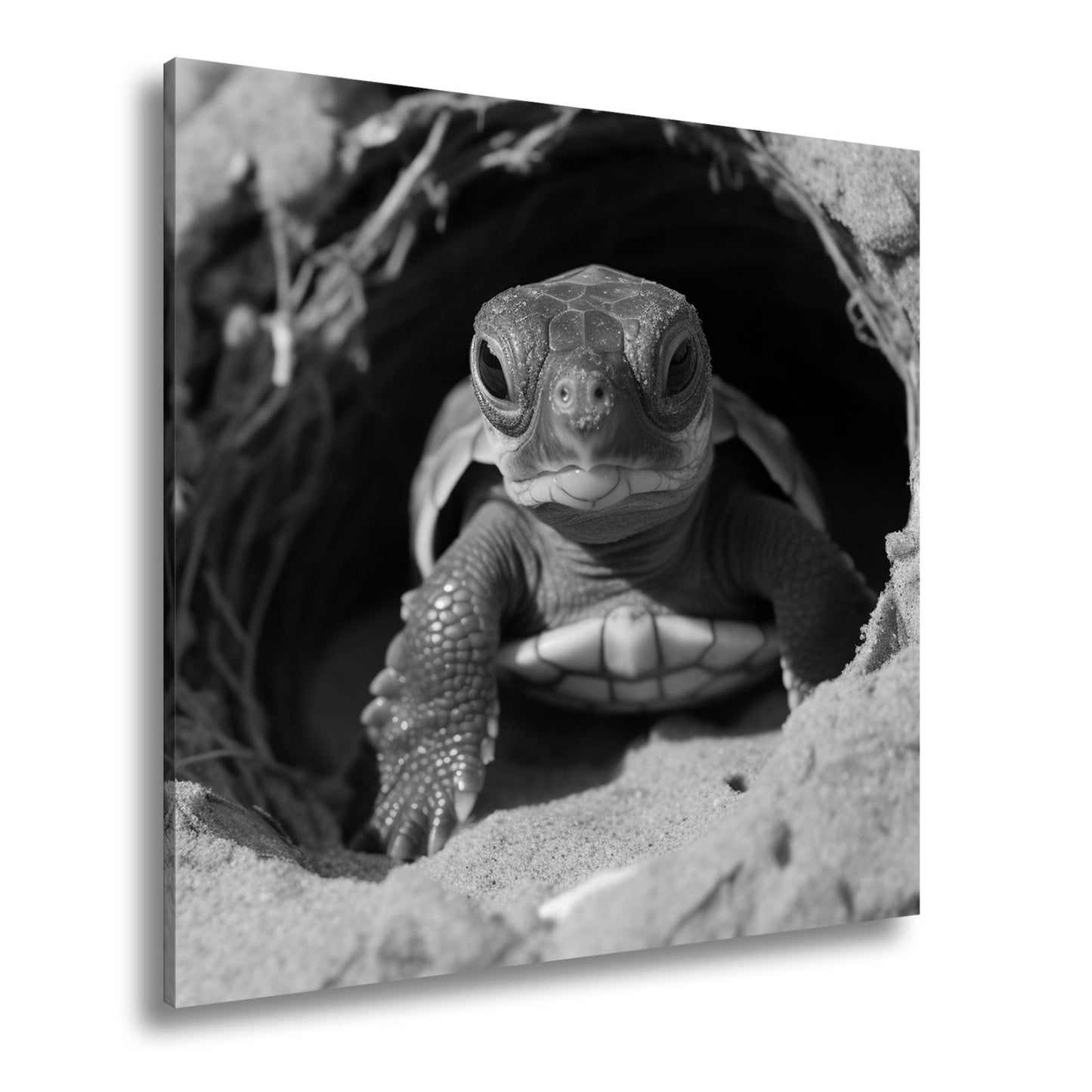 Leinwandbild Kleine Schildkröte, neugierig am Rand der weiten Welt - deyoli