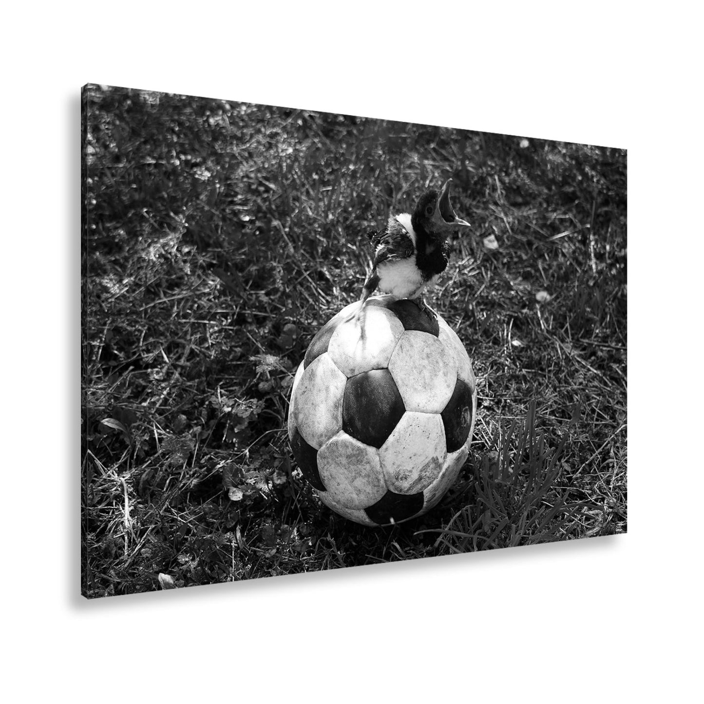 Leinwandbild Kleiner Vogel, großer Ball – Aufstieg beginnt im Gras. - deyoli