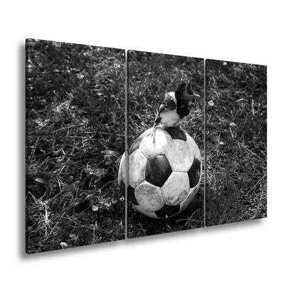 Leinwandbild Kleiner Vogel, großer Ball – Aufstieg beginnt im Gras. - deyoli