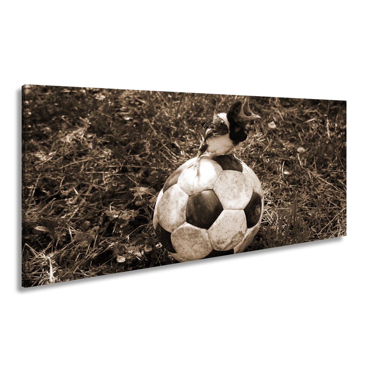 Leinwandbild Kleiner Vogel, großer Ball – Aufstieg beginnt im Gras. - deyoli
