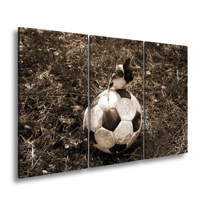 Leinwandbild Kleiner Vogel, großer Ball – Aufstieg beginnt im Gras. - deyoli