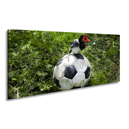 Leinwandbild Kleiner Vogel, großer Ball – Aufstieg beginnt im Gras. - deyoli