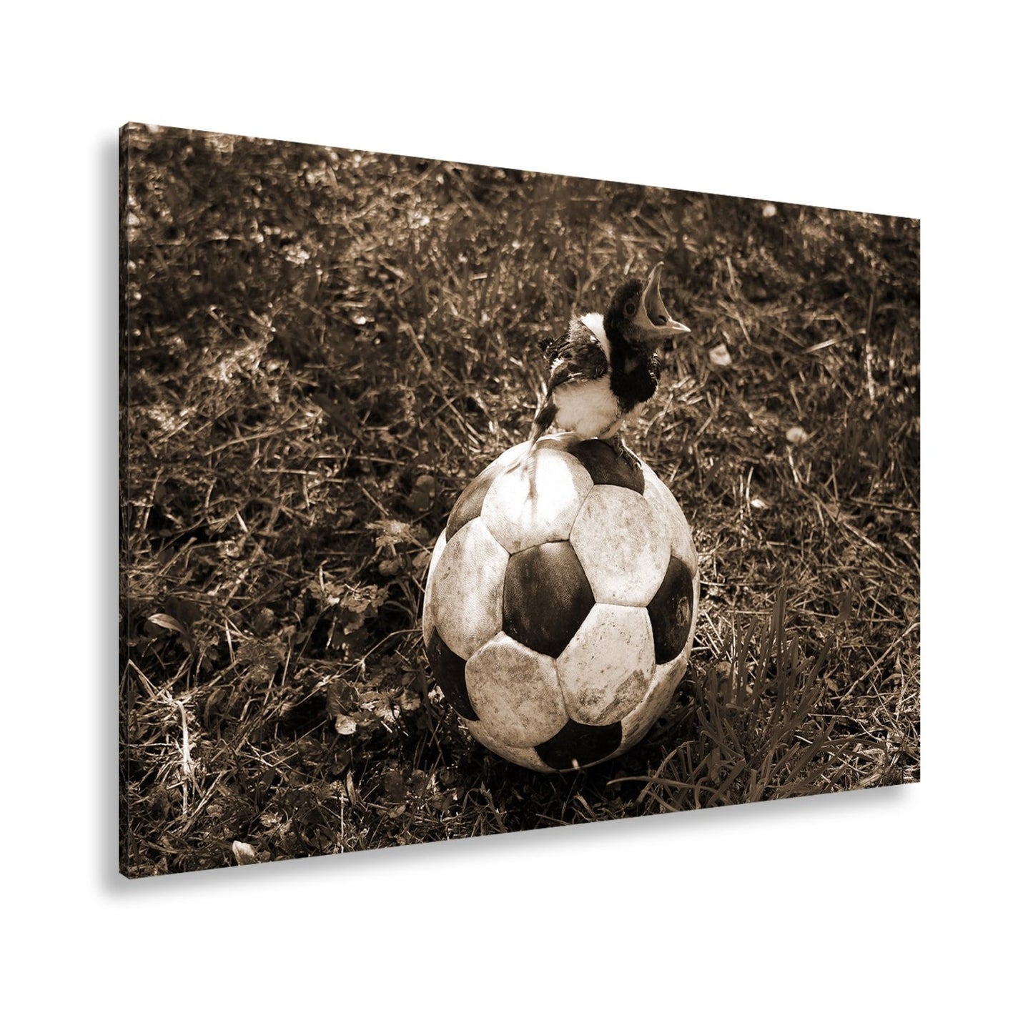 Leinwandbild Kleiner Vogel, großer Ball – Aufstieg beginnt im Gras. - deyoli