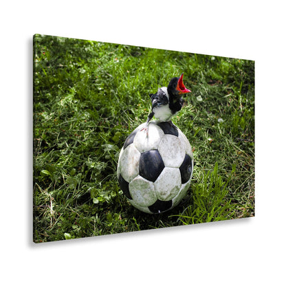 Leinwandbild Kleiner Vogel, großer Ball – Aufstieg beginnt im Gras. - deyoli