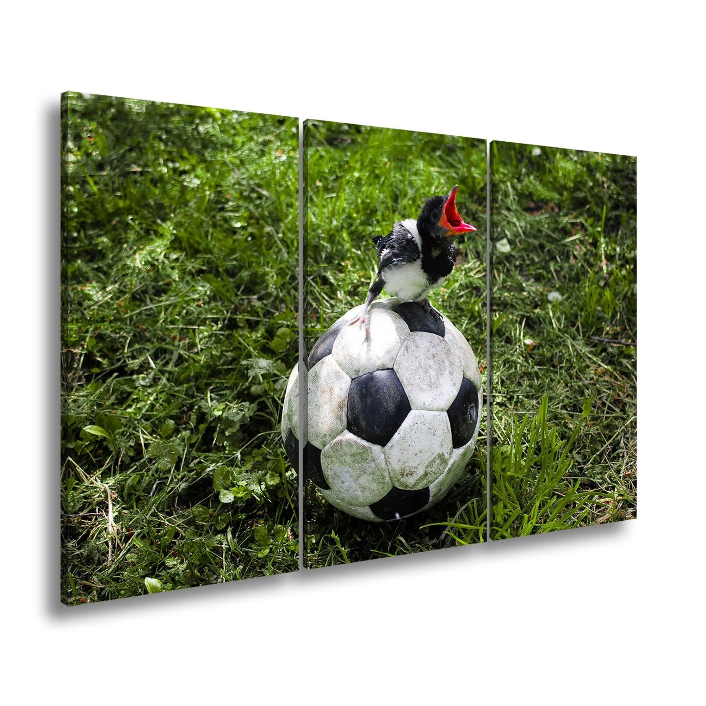 Leinwandbild Kleiner Vogel, großer Ball – Aufstieg beginnt im Gras. - deyoli