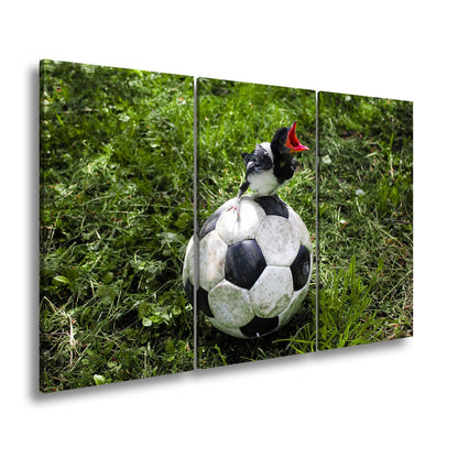 Leinwandbild Kleiner Vogel, großer Ball – Aufstieg beginnt im Gras. - deyoli
