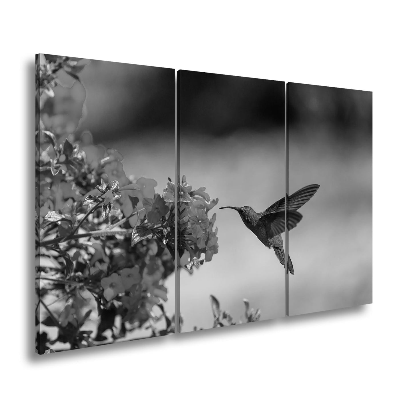 Leinwandbild Kolibri schwebt zwischen Flammenblüten in hellem Flug - deyoli