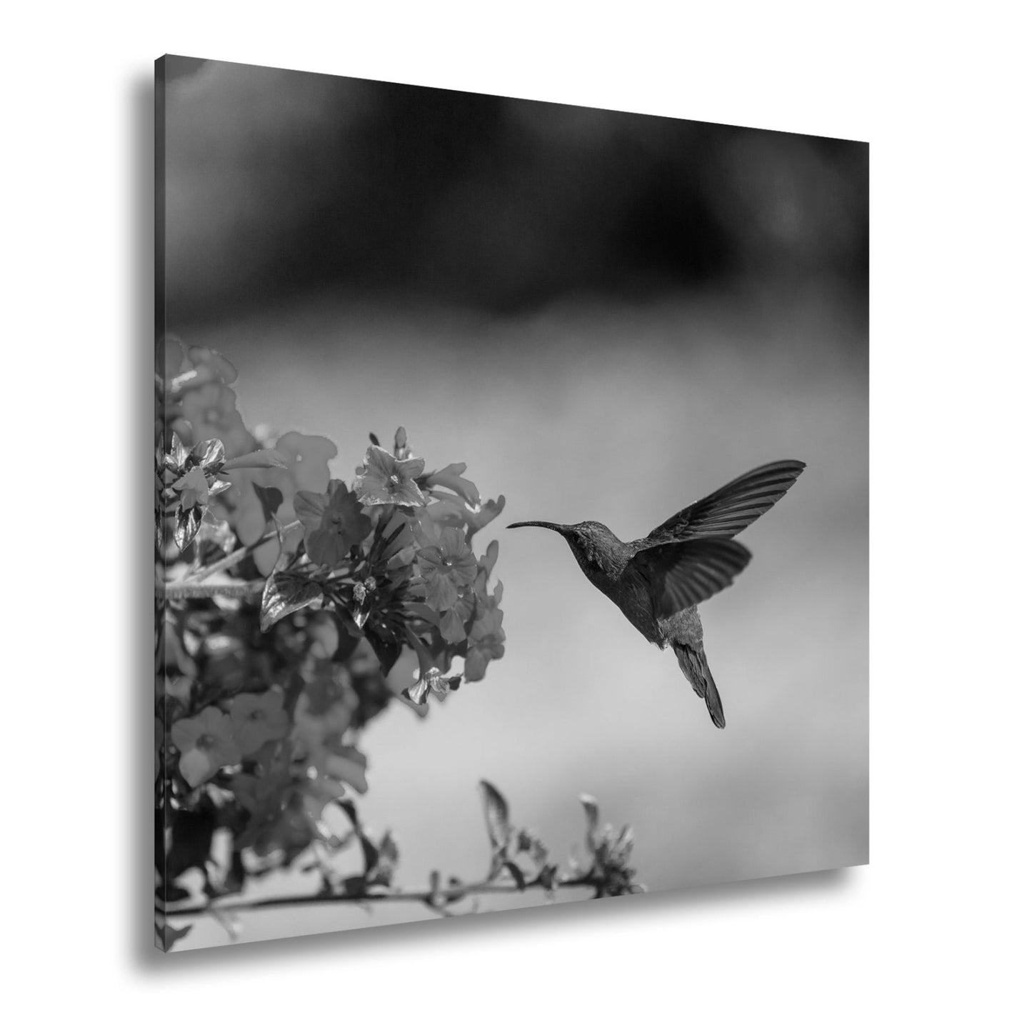 Leinwandbild Kolibri schwebt zwischen Flammenblüten in hellem Flug - deyoli