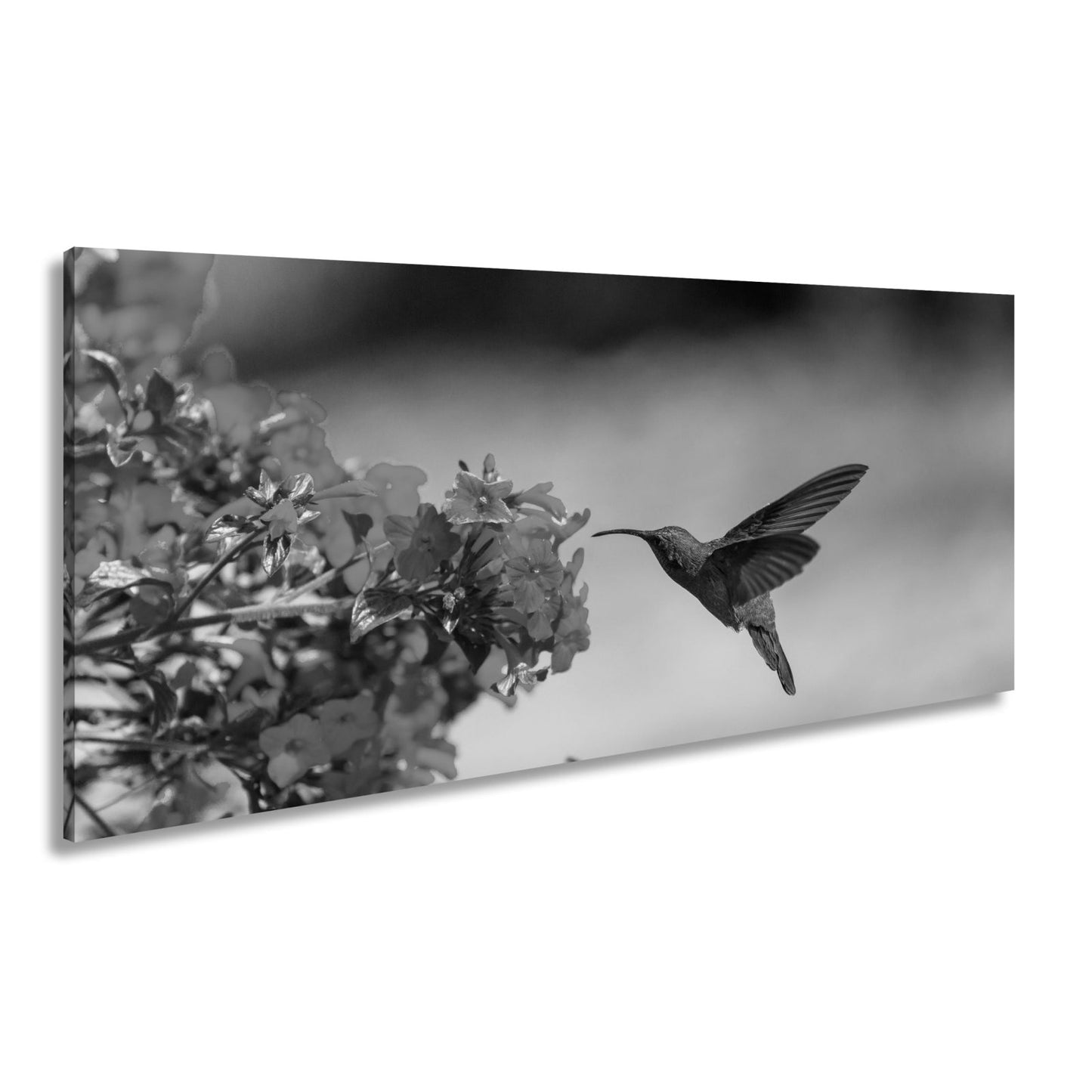 Leinwandbild Kolibri schwebt zwischen Flammenblüten in hellem Flug - deyoli