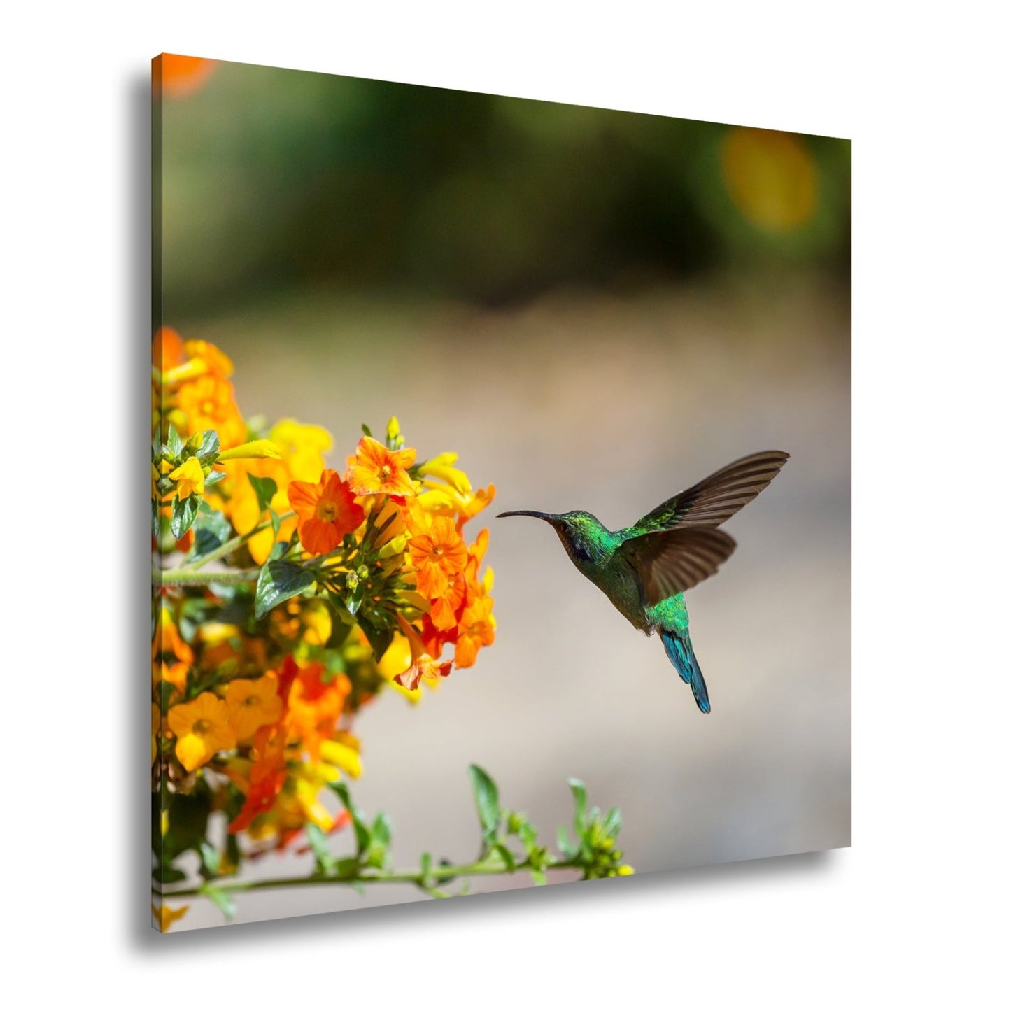 Leinwandbild Kolibri schwebt zwischen Flammenblüten in hellem Flug - deyoli