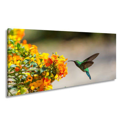 Leinwandbild Kolibri schwebt zwischen Flammenblüten in hellem Flug - deyoli