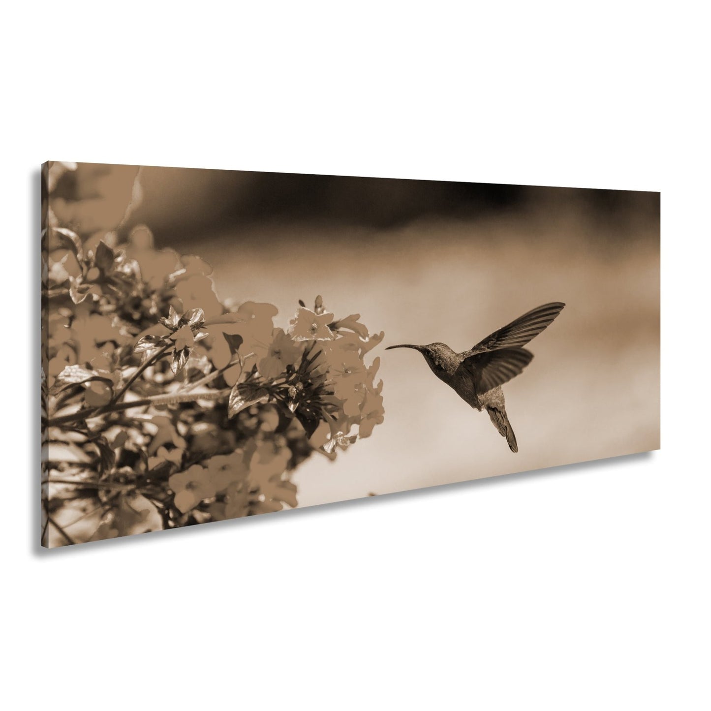 Leinwandbild Kolibri schwebt zwischen Flammenblüten in hellem Flug - deyoli