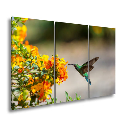 Leinwandbild Kolibri schwebt zwischen Flammenblüten in hellem Flug - deyoli