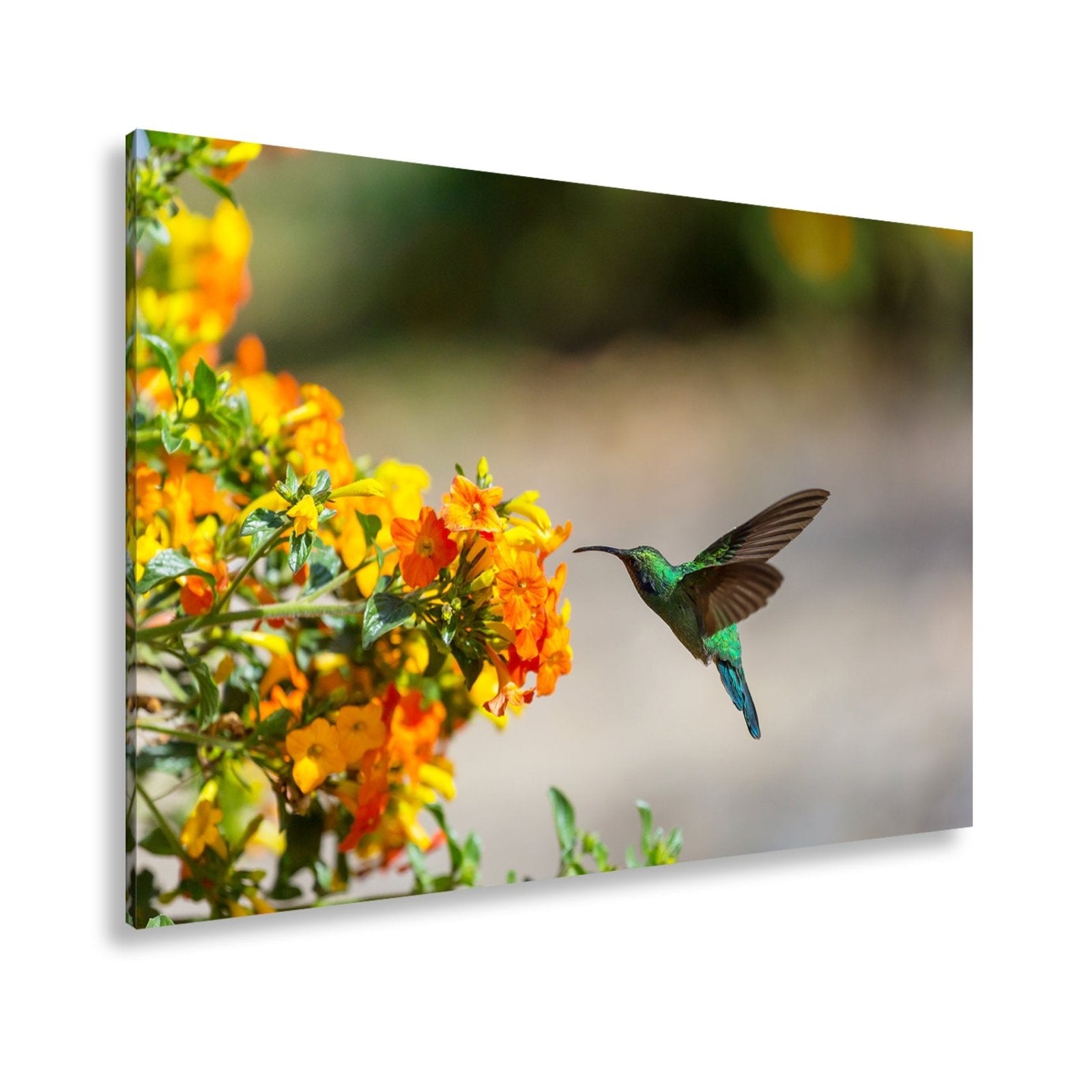 Leinwandbild Kolibri schwebt zwischen Flammenblüten in hellem Flug - deyoli