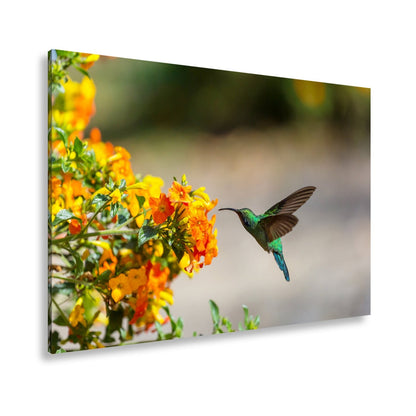 Leinwandbild Kolibri schwebt zwischen Flammenblüten in hellem Flug - deyoli