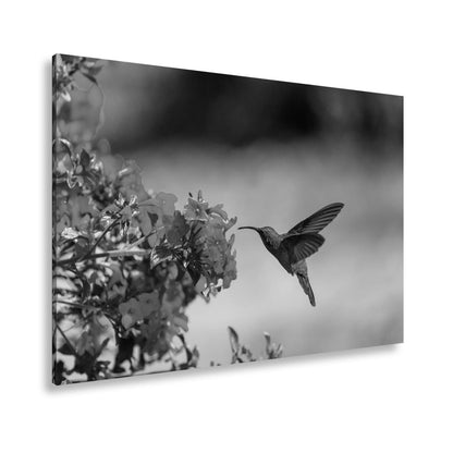 Leinwandbild Kolibri schwebt zwischen Flammenblüten in hellem Flug - deyoli